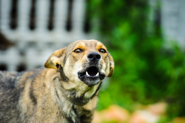 Angry guard dog