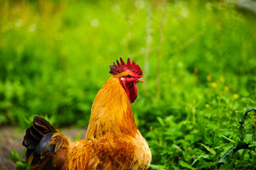 Red Rooster. Cock, rustic rural picture in sunny day.