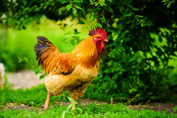 Red Rooster. Cock, rustic rural picture in sunny day.