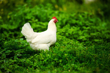 chicken on a farm