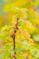 Flowers currant in the early spring. Selective focus.