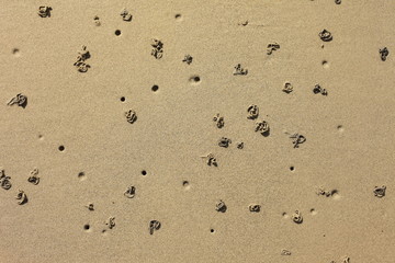 trou de ver de sable