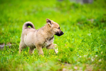 little puppy in a garden with green grass.