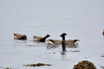 Groupe d'oies Bernaches cravant en Bretagne