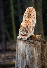 Lynx, Eurasian wild cat