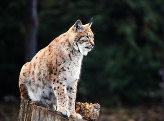 Lynx, Eurasian wild cat