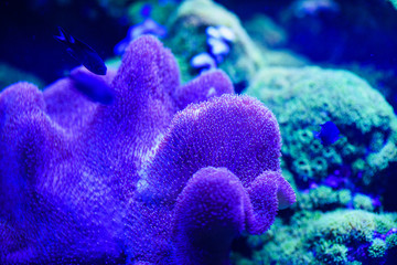 Wonderful and beautiful underwater world with corals and tropical fish.