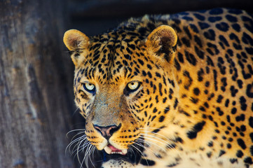Portrait of a beautiful leopard