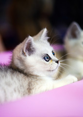 Cute little white kitten
