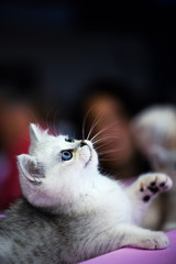 Cute little white kitten