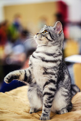 beautiful striped cat