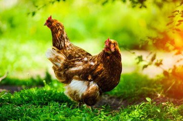 hen on a farm