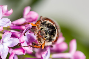 Cockchafer crawling on purple flowers