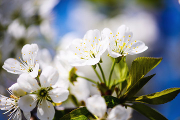 apple blossom on tree, spring time