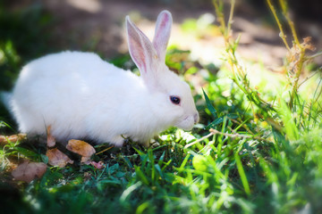White rabbit in the garden. Fluffy Bunny on green grass, spring time.