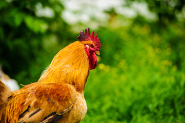 Red Rooster. Cock, rustic rural picture in sunny day.