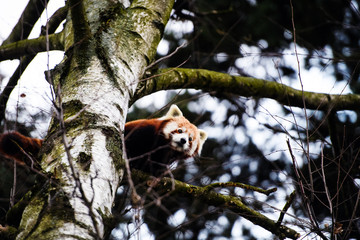 Portrait of a Red Panda ( Ailurus fulgens )
