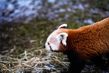 Portrait of a Red Panda ( Ailurus fulgens )