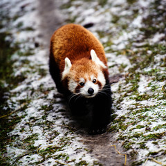 Portrait of a Red Panda ( Ailurus fulgens )
