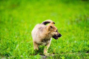 little puppy is running happily with floppy ears trough a garden with green grass.