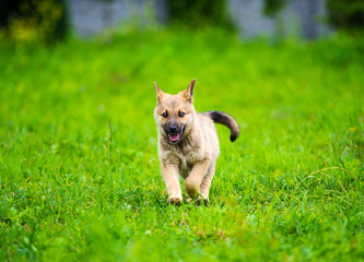 little puppy is running happily with floppy ears trough a garden with green grass.