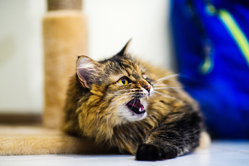 Angry cat yawning