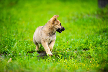 little puppy is running happily with floppy ears trough a garden with green grass.