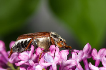 Cockchafer crawling on purple flowers