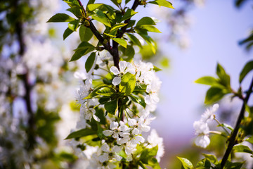 apple blossom on tree, spring time