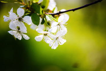 apple blossom on tree, spring time