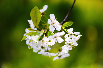apple blossom on tree, spring time