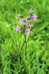 Close-up study of Ragged Robin (Lynchnis flos-cuculi)