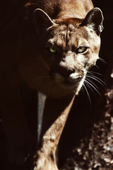 Mountain lion , cougar, puma portrait.