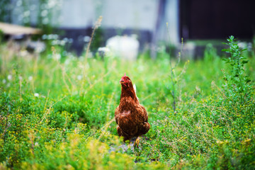 chicken on a farm