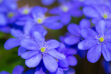 Early spring beautiful flowers. Background hepatica nobilis. - obrazy, fototapety, plakaty