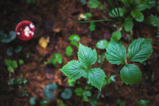 Forest view from above. The leaves are bones and a mushroom with a red bonnet. Autumn view