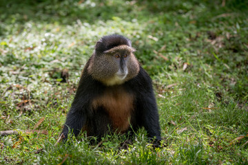Obraz premium Golden monkey in Volcanoes National Park