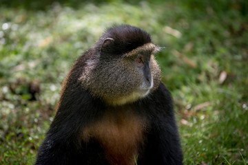 Golden monkey in Volcanoes National Park
