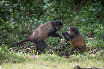 Golden monkeys playing