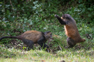 Golden monkeys playing