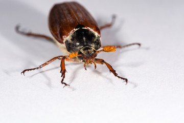 Isolated Cockchafer mirroring on white ground