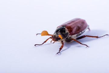 Isolated Cockchafer mirroring on white ground