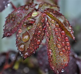 wet color