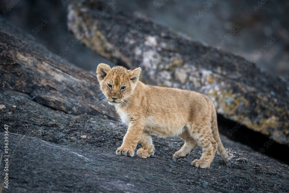 Wall mural Lion cub on a rock