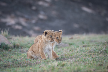 Two lion cubs