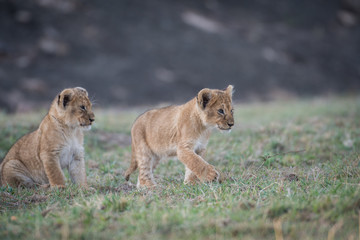 Fototapeta na wymiar Two lion cubs