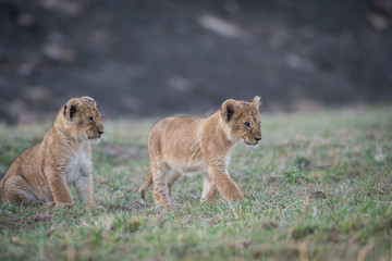 Two lion cubs