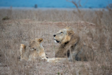 Male and female lion