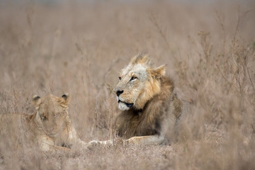 Male and female lion