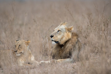 Male and female lion